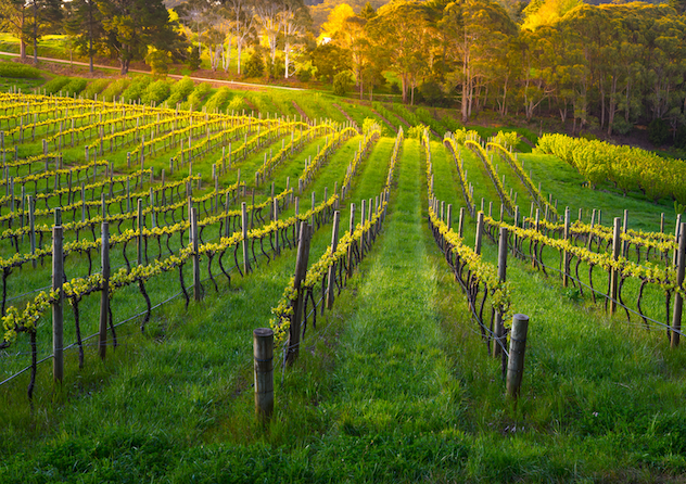 Organic Vineyards